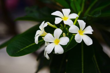 Çiçek çiçek açan ıslah sezon bir yeşil yeşillik arka plana sahiptir..