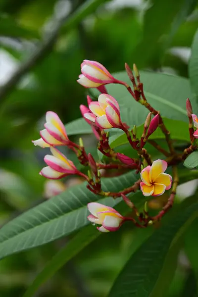 Las Flores Están Floreciendo Temporada Reproducción Tiene Fondo Follaje Verde —  Fotos de Stock