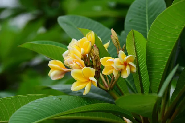 盛开的花朵在繁殖季节有一个绿色的叶子背景 — 图库照片