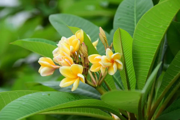 Les Fleurs Fleurissent Dans Saison Reproduction Fond Feuillage Vert — Photo