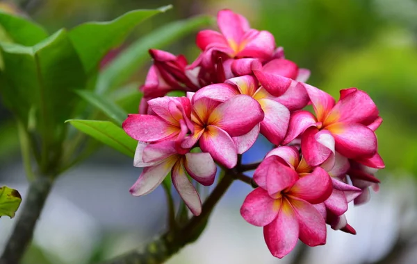 Flowers Blooming Breeding Season Has Green Foliage Background — Stock Photo, Image