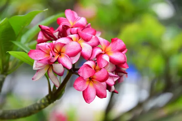 Les Fleurs Fleurissent Dans Saison Reproduction Fond Feuillage Vert — Photo