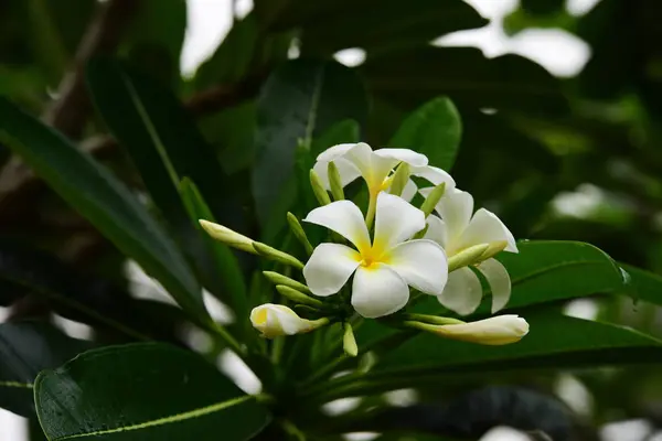 Blumen Blühen Der Brutzeit Hat Einen Grünen Laubhintergrund — Stockfoto