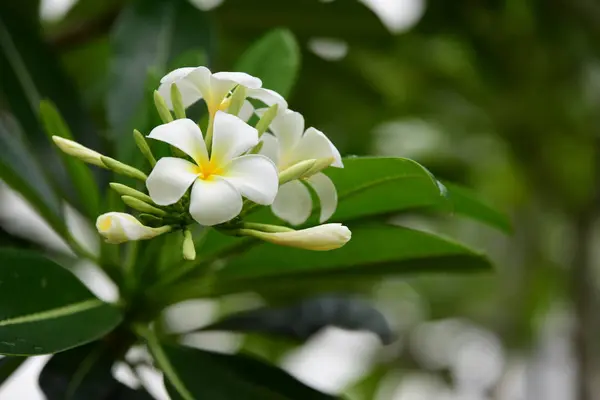 Blommorna Blommar Avel Säsong Har Ett Grönt Bladverk Bakgrund — Stockfoto