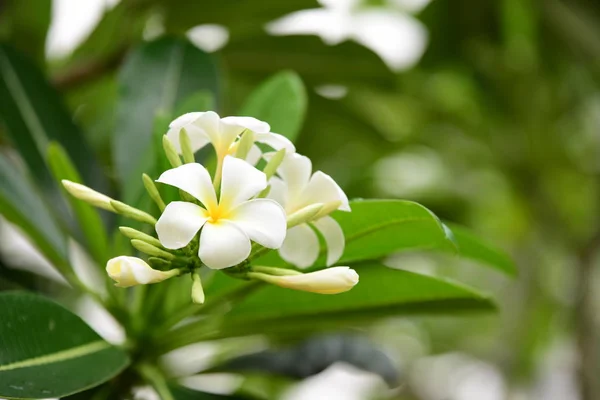 Квіти Цвітуть Сезон Розмноження Має Зелене Листя Фону — стокове фото