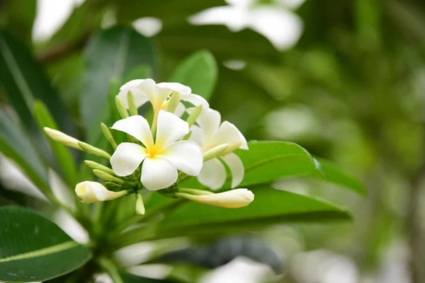 Fiori Sbocciano Nella Stagione Riproduttiva Fondo Fogliare Verde — Foto Stock