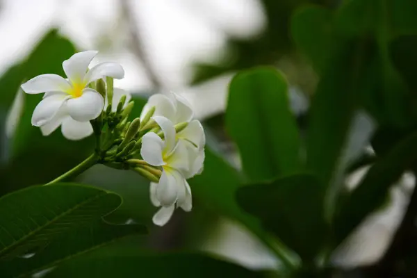 Bloemen Zijn Bloei Het Fokken Seizoen Heeft Een Groene Gebladerte — Stockfoto