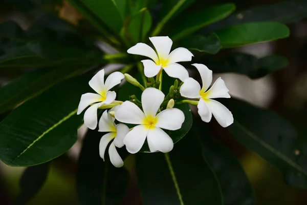 Flores Estão Florescendo Época Reprodução Tem Fundo Folhagem Verde — Fotografia de Stock