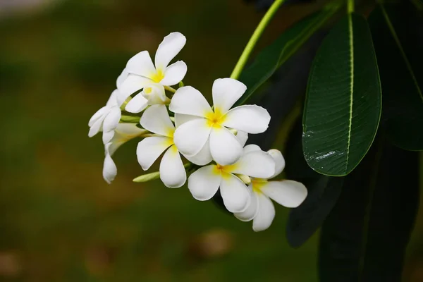 Las Flores Están Floreciendo Temporada Reproducción Tiene Fondo Follaje Verde — Foto de Stock