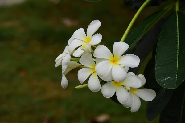 Λουλούδια Ανθίζουν Στην Αναπαραγωγή Σεζόν Έχει Φόντο Πράσινο Φύλλωμα — Φωτογραφία Αρχείου