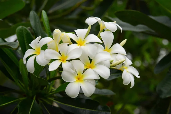 Les Fleurs Fleurissent Dans Saison Reproduction Fond Feuillage Vert — Photo