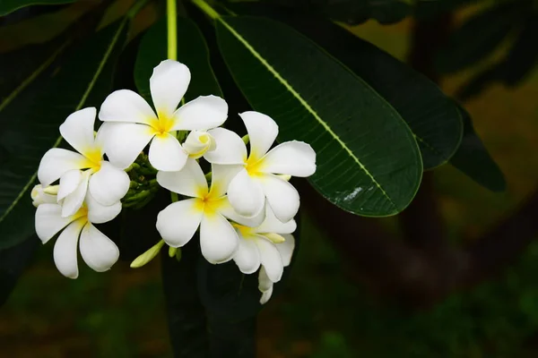 盛开的花朵在繁殖季节有一个绿色的叶子背景 — 图库照片