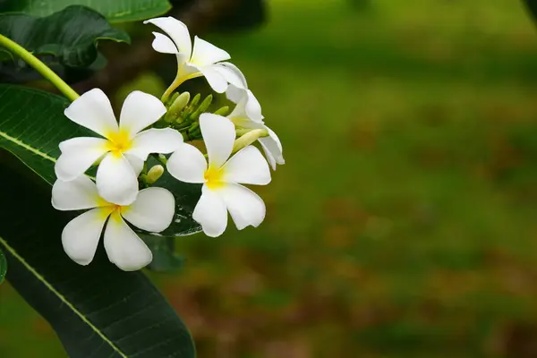 Fiori Sbocciano Nella Stagione Riproduttiva Fondo Fogliare Verde — Foto Stock