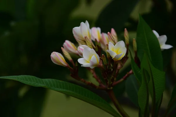Kukat Kukkivat Jalostuskaudella Vihreä Lehvistö Tausta — kuvapankkivalokuva