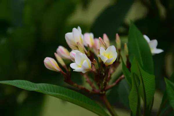 盛开的花朵在繁殖季节有一个绿色的叶子背景 — 图库照片