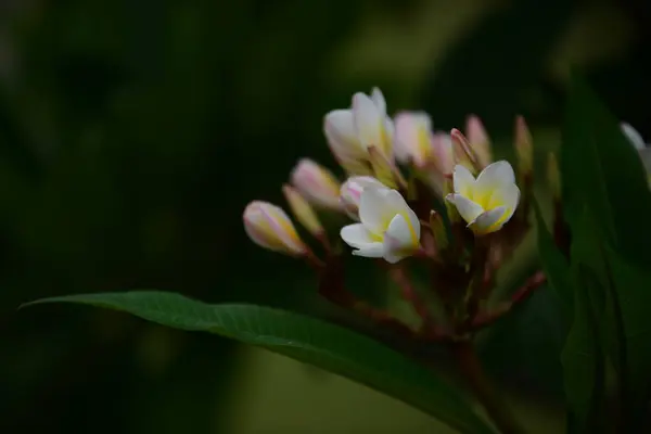 盛开的花朵在繁殖季节有一个绿色的叶子背景 — 图库照片