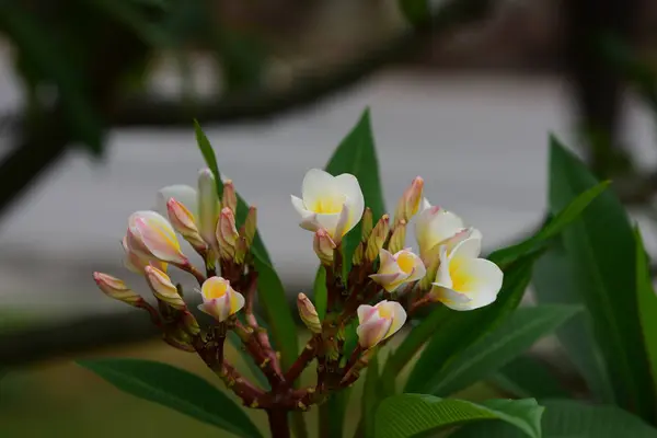 Flores Estão Florescendo Época Reprodução Tem Fundo Folhagem Verde — Fotografia de Stock