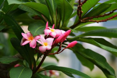 Çiçek çiçek açan ıslah sezon bir yeşil yeşillik arka plana sahiptir..
