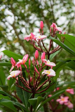 Çiçek çiçek açan ıslah sezon bir yeşil yeşillik arka plana sahiptir..
