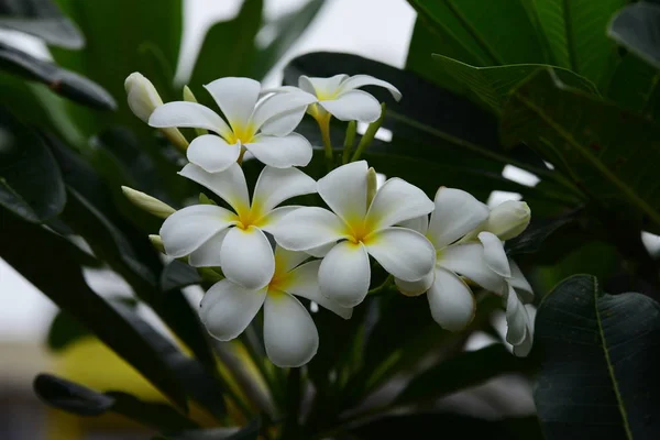 Las Flores Están Floreciendo Temporada Reproducción Tiene Fondo Follaje Verde —  Fotos de Stock