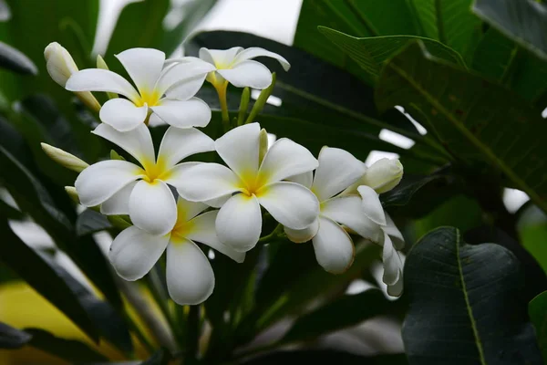 Flores Estão Florescendo Época Reprodução Tem Fundo Folhagem Verde — Fotografia de Stock