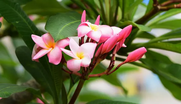 Les Fleurs Fleurissent Dans Saison Reproduction Fond Feuillage Vert — Photo