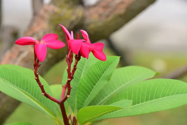 花が咲いて 繁殖シーズンは緑の葉の背景 — ストック写真