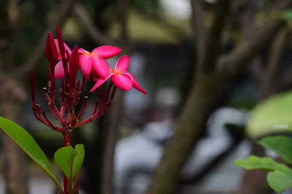 Flores Estão Florescendo Época Reprodução Tem Fundo Folhagem Verde — Fotografia de Stock