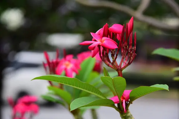 盛开的花朵在繁殖季节有一个绿色的叶子背景 — 图库照片