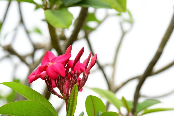 Cor Flor Cheia Com Folhas Verdes Lindas Flores Cor Rosa — Fotografia de Stock