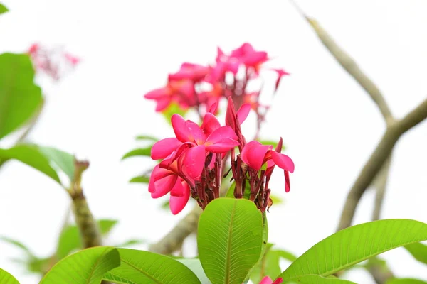 Färg Full Blomma Med Gröna Blad Vackra Rosa Och Gula — Stockfoto