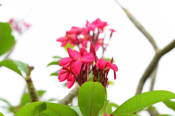 Colore Fiore Pieno Con Foglie Verdi Bellissimi Fiori Rosa Gialli — Foto Stock