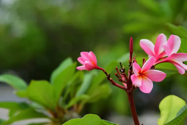 颜色充分的花与绿叶 美丽的粉红色和黄色的花在自然界的房子周围 — 图库照片