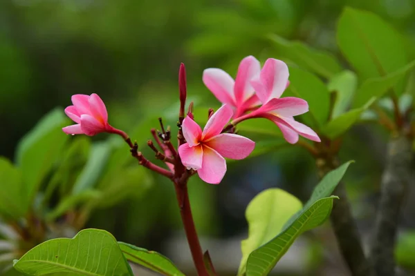 Χρώμα Πλήρη Λουλούδι Πράσινα Φύλλα Όμορφη Ροζ Και Κίτρινα Λουλούδια — Φωτογραφία Αρχείου