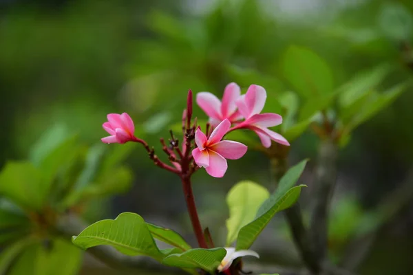 Color Flor Llena Con Hojas Verdes Hermosas Flores Color Rosa — Foto de Stock