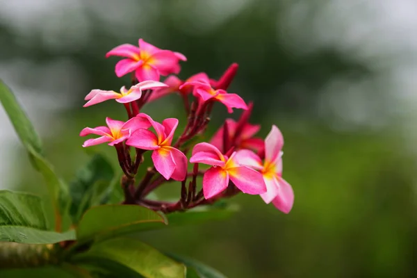 Fiori Sbocciano Nella Stagione Riproduttiva Fondo Fogliare Verde — Foto Stock