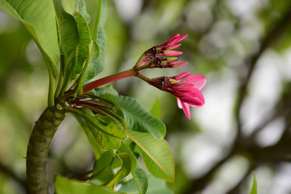 Flores Estão Florescendo Época Reprodução Tem Fundo Folhagem Verde — Fotografia de Stock