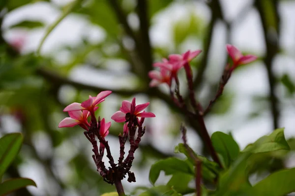 Flowers Blooming Breeding Season Has Green Foliage Background — Stock Photo, Image