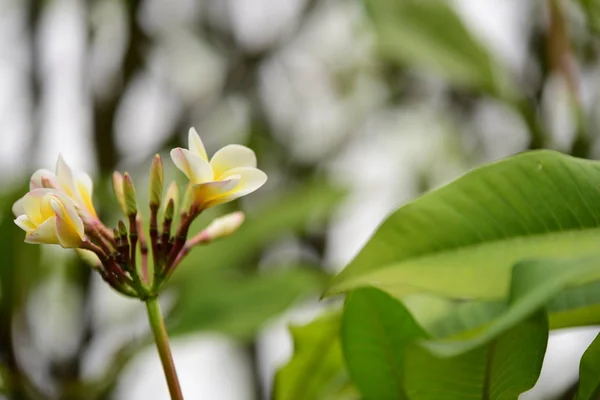 Flowers Blooming Breeding Season Has Green Foliage Background — Stock Photo, Image