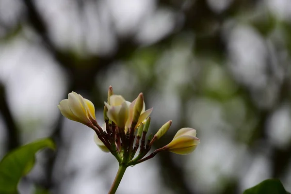 Çiçek Çiçek Açan Islah Sezon Bir Yeşil Yeşillik Arka Plana — Stok fotoğraf