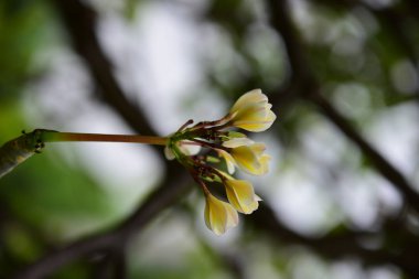 Çiçek çiçek açan ıslah sezon bir yeşil yeşillik arka plana sahiptir..