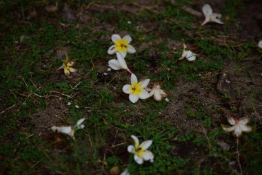 Çiçek çiçek açan ıslah sezon bir yeşil yeşillik arka plana sahiptir..