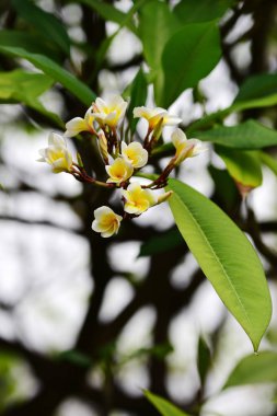 Çiçek çiçek açan ıslah sezon bir yeşil yeşillik arka plana sahiptir..