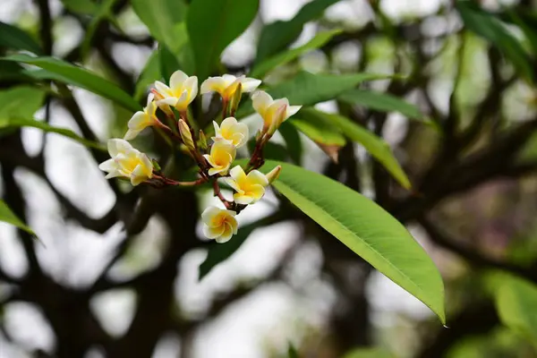 Flores Estão Florescendo Época Reprodução Tem Fundo Folhagem Verde — Fotografia de Stock