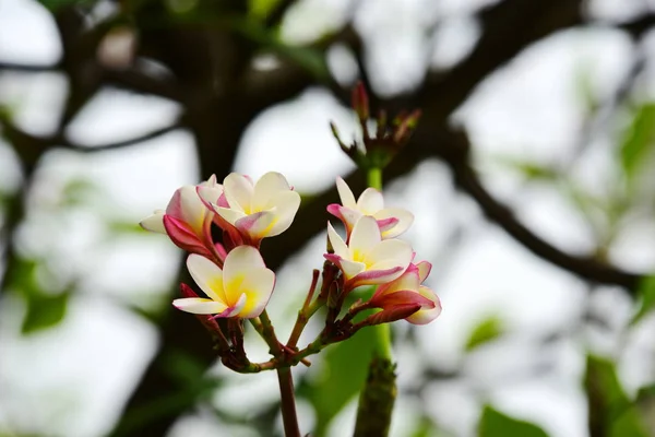 Blommorna Blommar Avel Säsong Har Ett Grönt Bladverk Bakgrund — Stockfoto