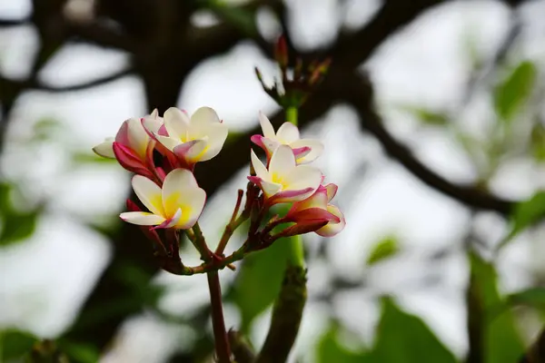 Las Flores Están Floreciendo Temporada Reproducción Tiene Fondo Follaje Verde — Foto de Stock