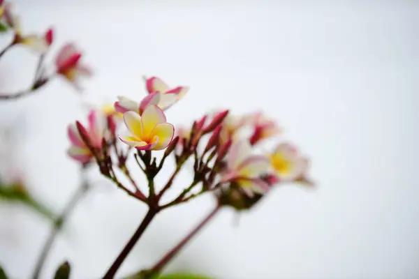 Barevný Plný Květ Zelenými Listy Krásné Růžové Žluté Květy Přírodě — Stock fotografie