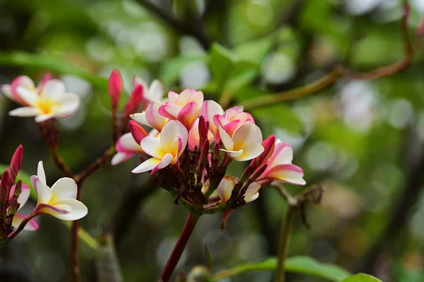 盛开的花朵在繁殖季节有一个绿色的叶子背景 — 图库照片