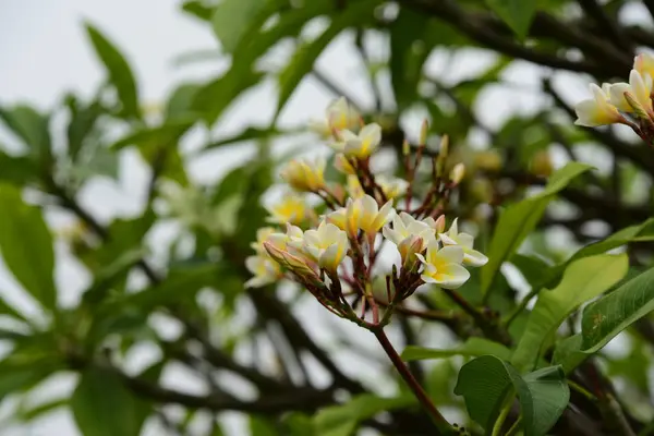 Kwiaty Kwitnące Hodowli Sezon Tle Zielonych Liści — Zdjęcie stockowe