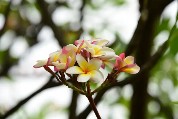 色緑色の葉と完全な花 House Garden の周りの自然の美しいピンクと黄色の花 — ストック写真